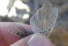 Sphingonotus rubescens rubescens
